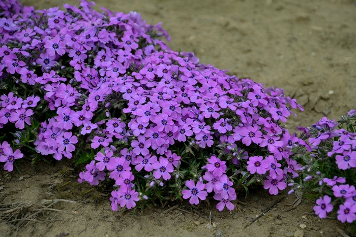 'Eye Shadow' Creeping Phlox - Phlox subulata from Milmont Greenhouses