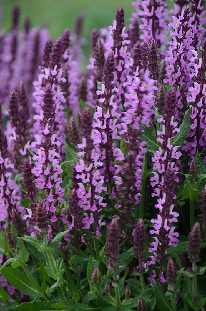 'Pink Profusion' Perennial Salvia - Salvia nemorosa from Milmont Greenhouses