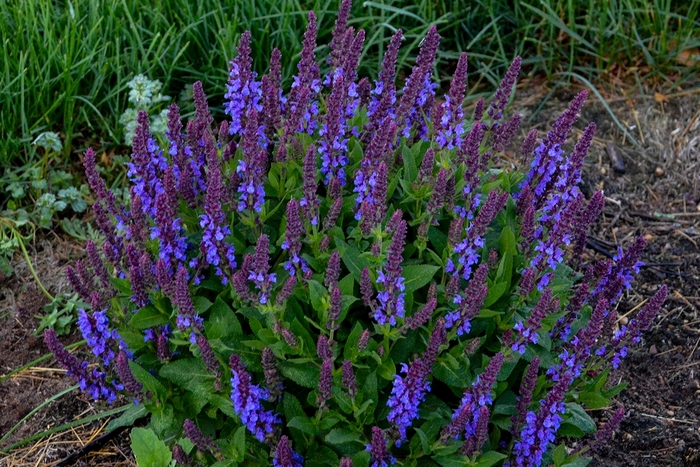 'Violet Profusion' Perennial Salvia - Salvia nemorosa from Milmont Greenhouses