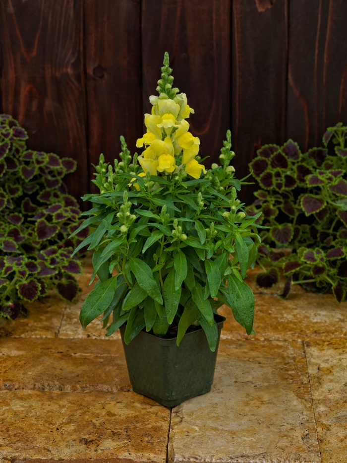 Candy Tops 'Yellow' - Antirrhinum (Snapdragon) from Milmont Greenhouses Candy Tops 'Yellow' - Antirrhinum (Snapdragon) from Milmont Greenhouses
