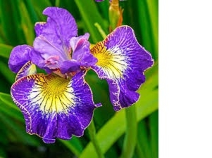 'How Audacious' Siberian Iris - Iris sibirica from Milmont Greenhouses