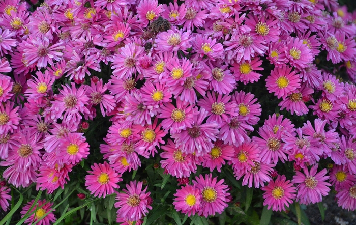Kickin&reg; 'Carmine Red' - Aster from Milmont Greenhouses