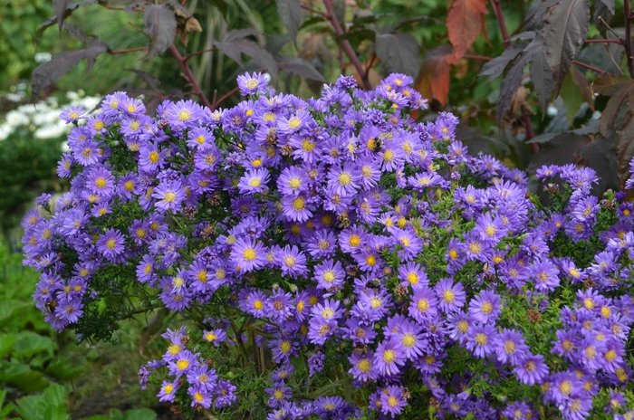Kickin&reg; 'Lilac Blue' - Aster from Milmont Greenhouses