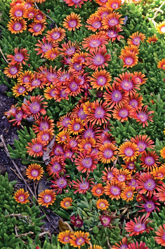 Fire Spinner® Ice Plant - Delosperma 'Fire Spinner®' P001S (Ice Plant) from Milmont Greenhouses
