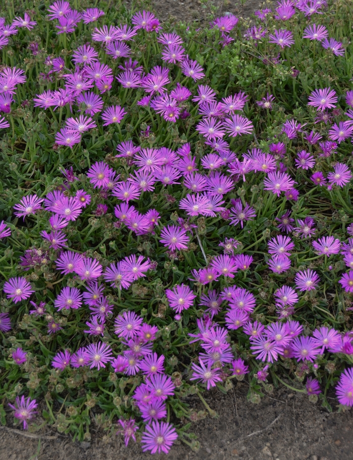 Table Mountain™ John Proffitt - Delosperma cooperi 'John Proffitt' (Hardy Ice Plant) from Milmont Greenhouses