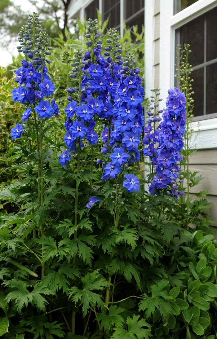 'Guardian Blue' - Delphinium elatum from Milmont Greenhouses