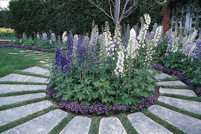 Guardian Mix Delphinium - Delphinium elatum 'Guardian Mix' (Delphinium) from Milmont Greenhouses