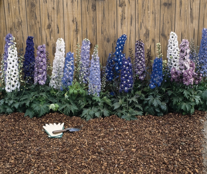 Magic Fountain Mix Delphinium - Delphinium elatum 'Magic Fountain Mix' (Delphinium) from Milmont Greenhouses Magic Fountain Mix Delphinium - Delphinium elatum 'Magic Fountain Mix' (Delphinium) from Milmont Greenhouses