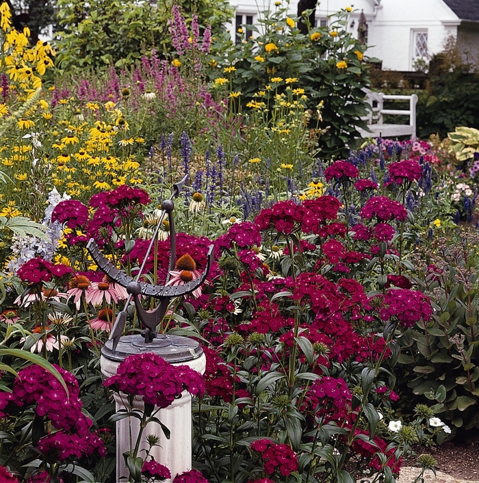 Amazon&trade; 'Neon Duo' - Dianthus from Milmont Greenhouses