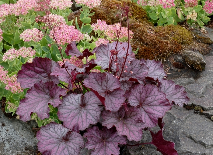 Northern Exposure&trade; 'Purple' - Heuchera (Coral Bells) from Milmont Greenhouses