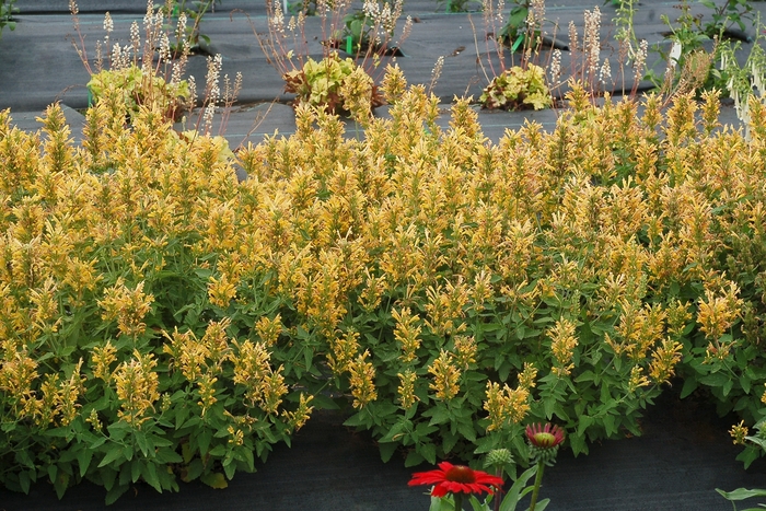 Poquito&trade; 'Butter Yellow' - Agastache (Hummingbird Mint) from Milmont Greenhouses