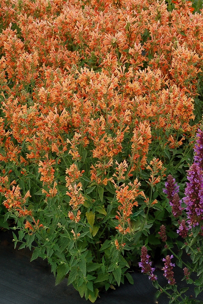 Poquito&trade; 'Orange' - Agastache (Hummingbird Mint) from Milmont Greenhouses
