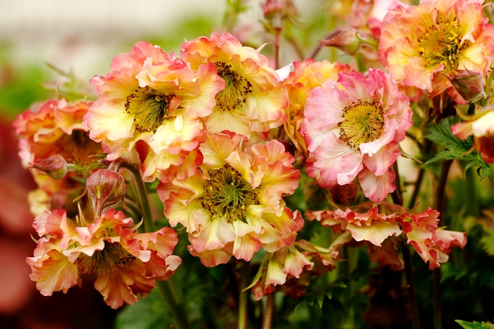 Pretticoats&trade; 'Peach' - Geum from Milmont Greenhouses