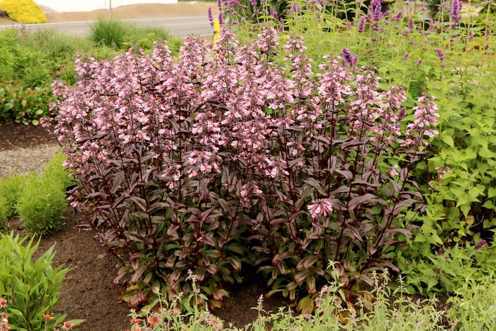 Dakota&trade; 'Burgundy' - Penstemon digitalis (Beardtongue) from Milmont Greenhouses