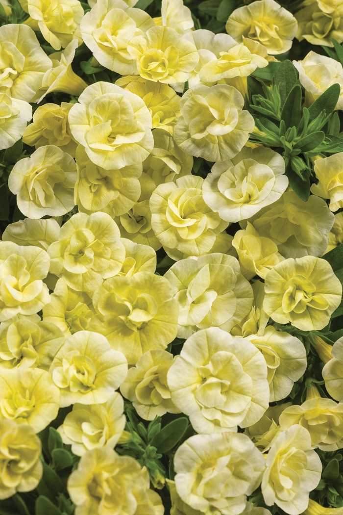 Superbells® 'Double Chiffon' - Calibrachoa (Double Calibrachoa) from Milmont Greenhouses Superbells® 'Double Chiffon' - Calibrachoa (Double Calibrachoa) from Milmont Greenhouses