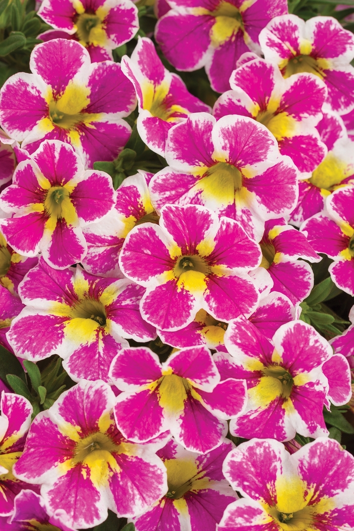 Superbells® 'Holy Cow!™' - Calibrachoa from Milmont Greenhouses