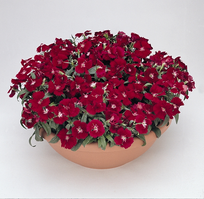 Floral Lace™ Crimson - Dianthus chinensis x barbatus from Milmont Greenhouses