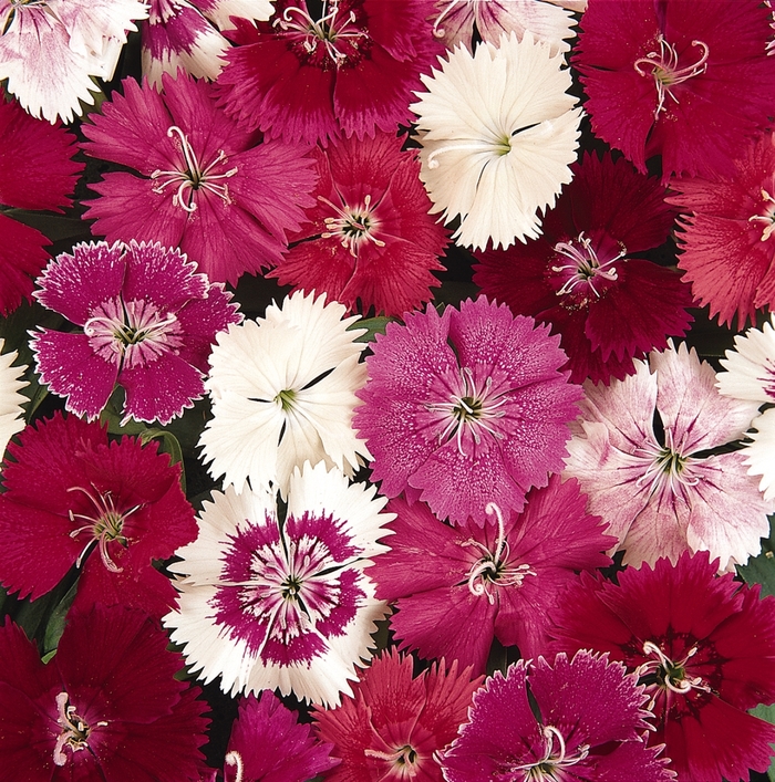 Ideal Select&trade; 'Mix' - Dianthus from Milmont Greenhouses