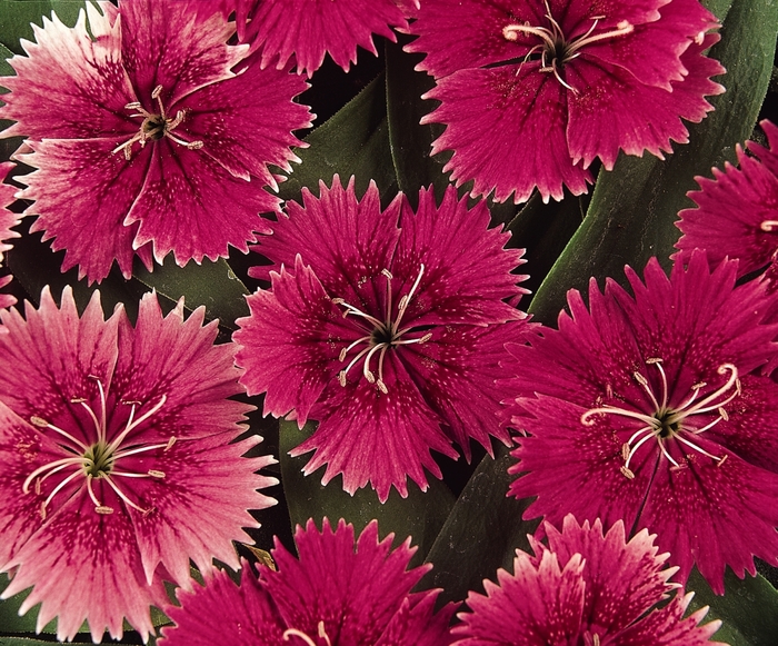 Ideal Select™ 'Raspberry' - Dianthus (Pinks) from Milmont Greenhouses Ideal Select™ 'Raspberry' - Dianthus (Pinks) from Milmont Greenhouses