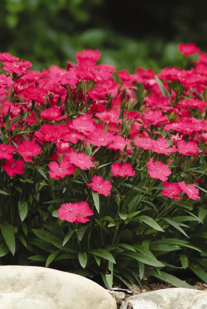 Ideal Select&trade; 'Rose' - Dianthus (Pinks) from Milmont Greenhouses