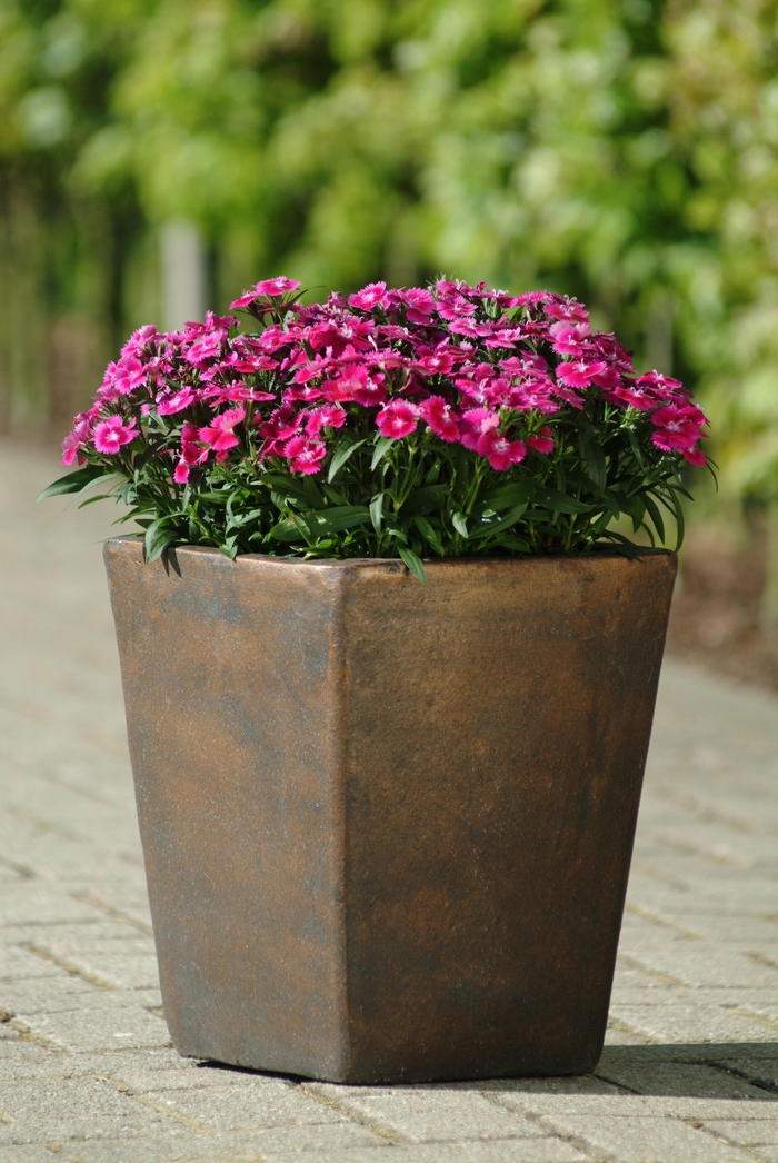 Ideal Select™ 'Violet' - Dianthus (Pinks) from Milmont Greenhouses Ideal Select™ 'Violet' - Dianthus (Pinks) from Milmont Greenhouses
