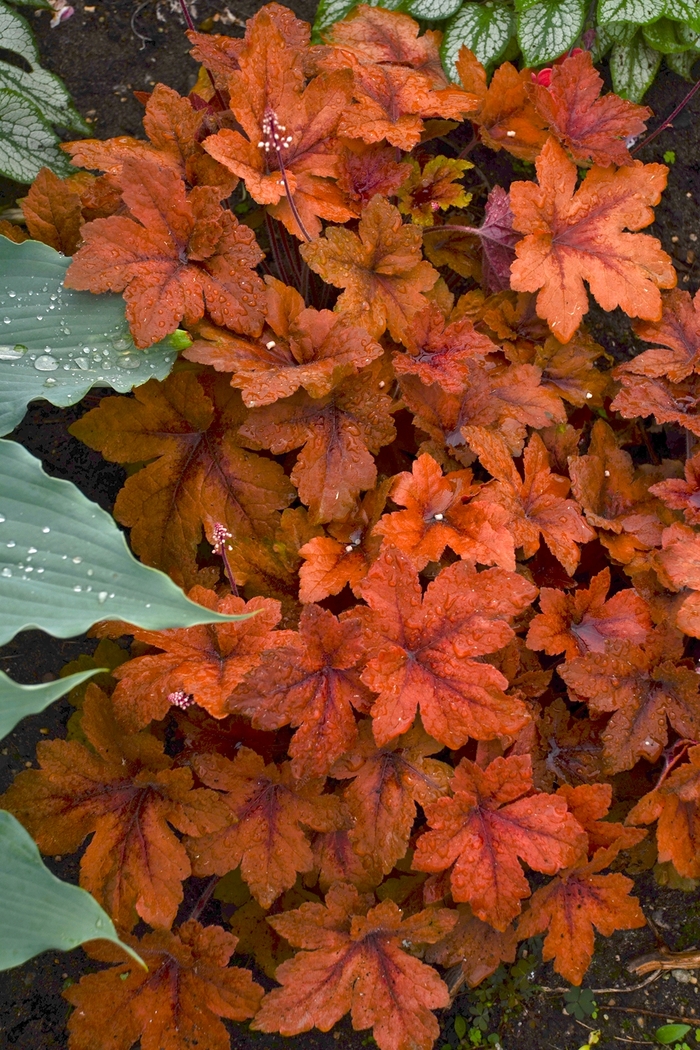 'Pumpkin Spice' Foamy Bells - Heucherella from Milmont Greenhouses