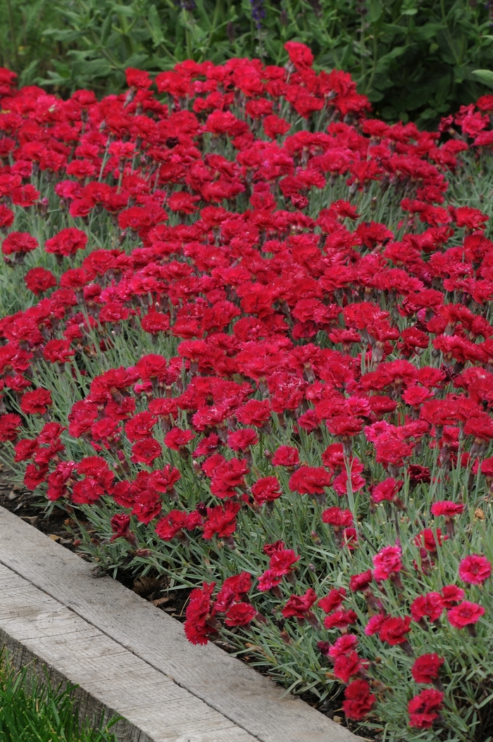 'Red Beauty' - Dianthus gratianopolitanus from Milmont Greenhouses
