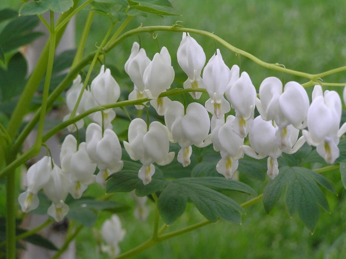 Alba Bleeding Heart - Dicentra spectabilis 'Alba' (Bleeding Heart) from Milmont Greenhouses