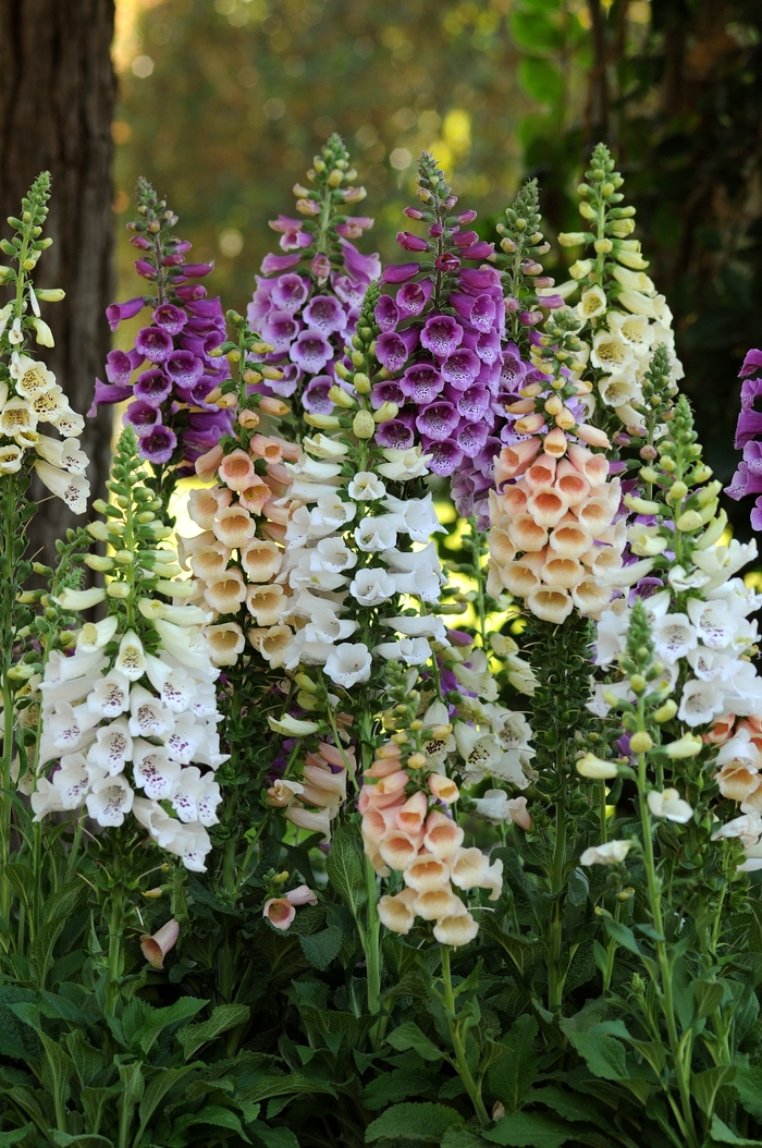 'Dalmatian Mix' - Digitalis purpurea (Foxglove) from Milmont Greenhouses