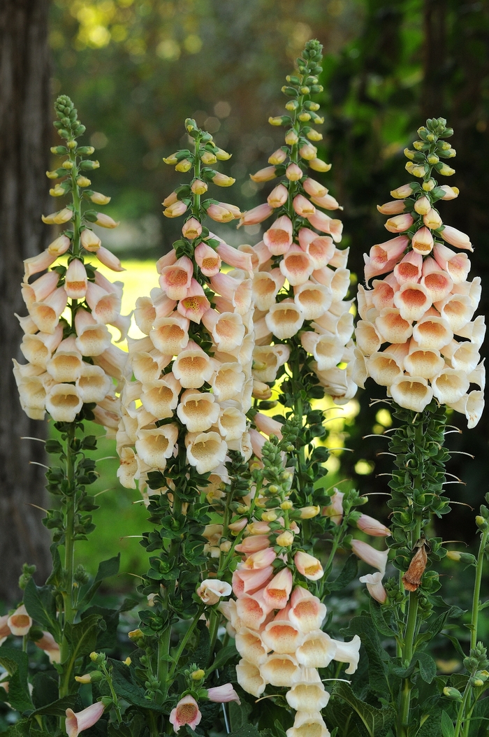 'Dalmatian Peach' Foxglove - Digitalis purpurea from Milmont Greenhouses