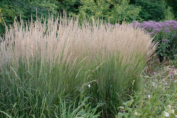 Karl Foerster Feather Reed Grass - Calamagrostis acutiflora 'Karl Foerster' (Feather Reed Grass) from Milmont Greenhouses