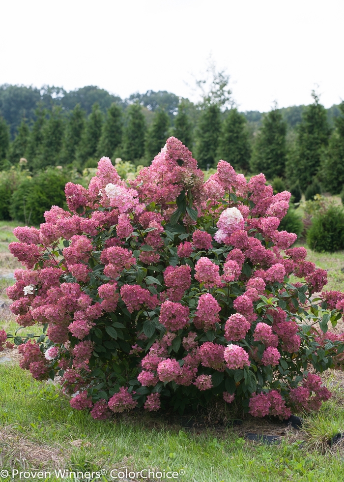 'Fire Light®' Panicle Hydrangea - Hydrangea paniculata from Milmont Greenhouses