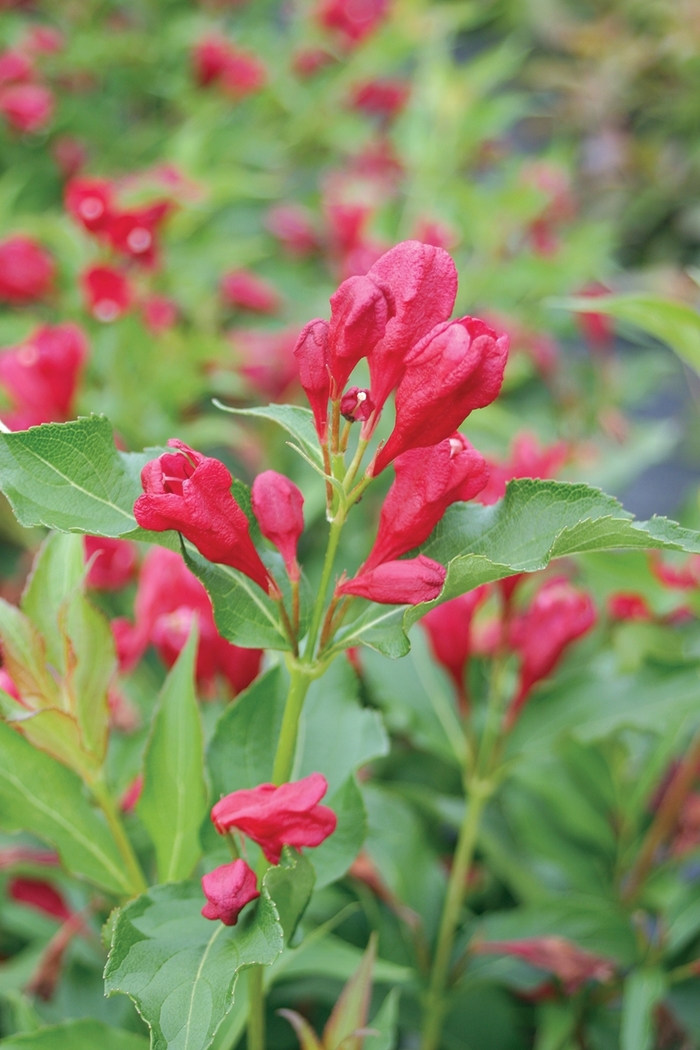 Sonic Bloom&reg; 'Red' - Weigela florida from Milmont Greenhouses