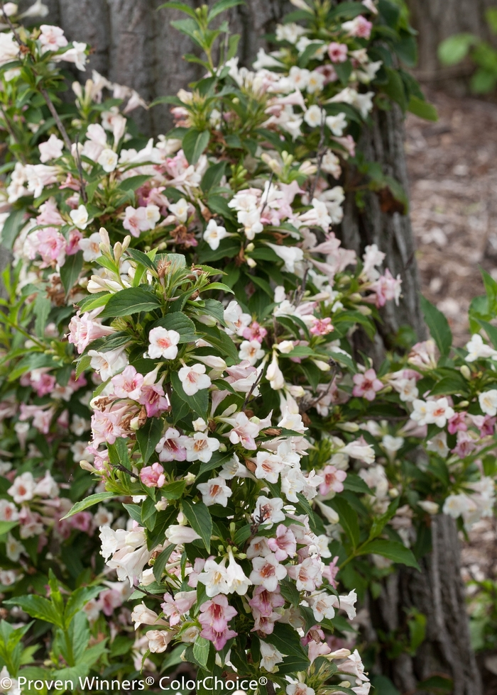 Sonic Bloom® 'Pearl' - weigela florida from Milmont Greenhouses Sonic Bloom® 'Pearl' - weigela florida from Milmont Greenhouses