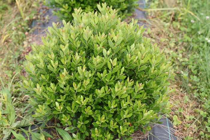 'Strongbox®' Inkberry Holly - Ilex glabra from Milmont Greenhouses 'Strongbox®' Inkberry Holly - Ilex glabra from Milmont Greenhouses