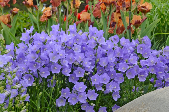 Takion Blue Peach-Leaved Bellflower - Campanula persicifolia 'Takion Blue' (Peach-Leaved Bellflower) from Milmont Greenhouses Takion Blue Peach-Leaved Bellflower - Campanula persicifolia 'Takion Blue' (Peach-Leaved Bellflower) from Milmont Greenhouses