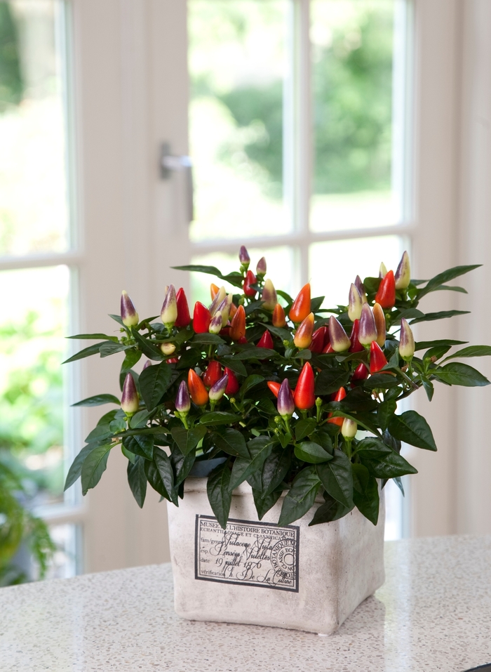 Acapulco® Multicolor - Capsicum annuum (Ornamental Pepper) from Milmont Greenhouses