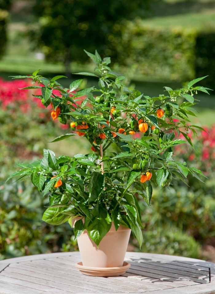 'Habanero' Pepper - Capsicum annuum from Milmont Greenhouses 'Habanero' Pepper - Capsicum annuum from Milmont Greenhouses