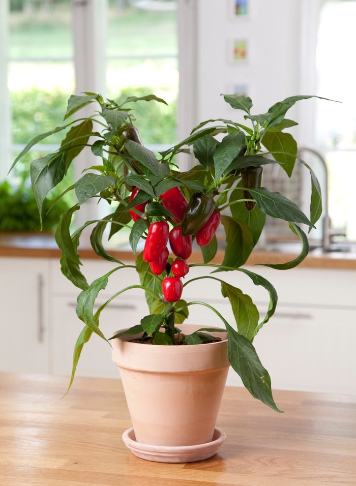 'Jalapeño' Pepper - Capsicum annuum from Milmont Greenhouses