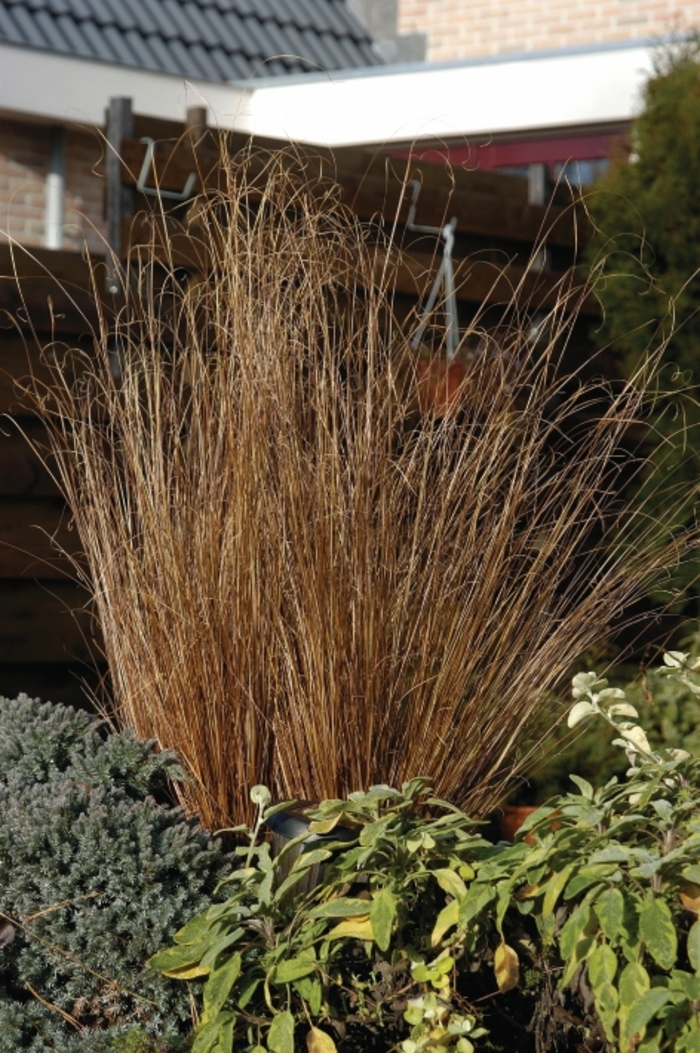 ColorGrass® 'Red Rooster' - Carex buchananii (Leatherleaf Sedge) from Milmont Greenhouses ColorGrass® 'Red Rooster' - Carex buchananii (Leatherleaf Sedge) from Milmont Greenhouses