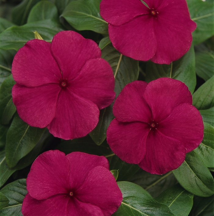 Titan&trade; 'Burgundy' - Catharanthus roseus (Vinca, Periwinkle) from Milmont Greenhouses
