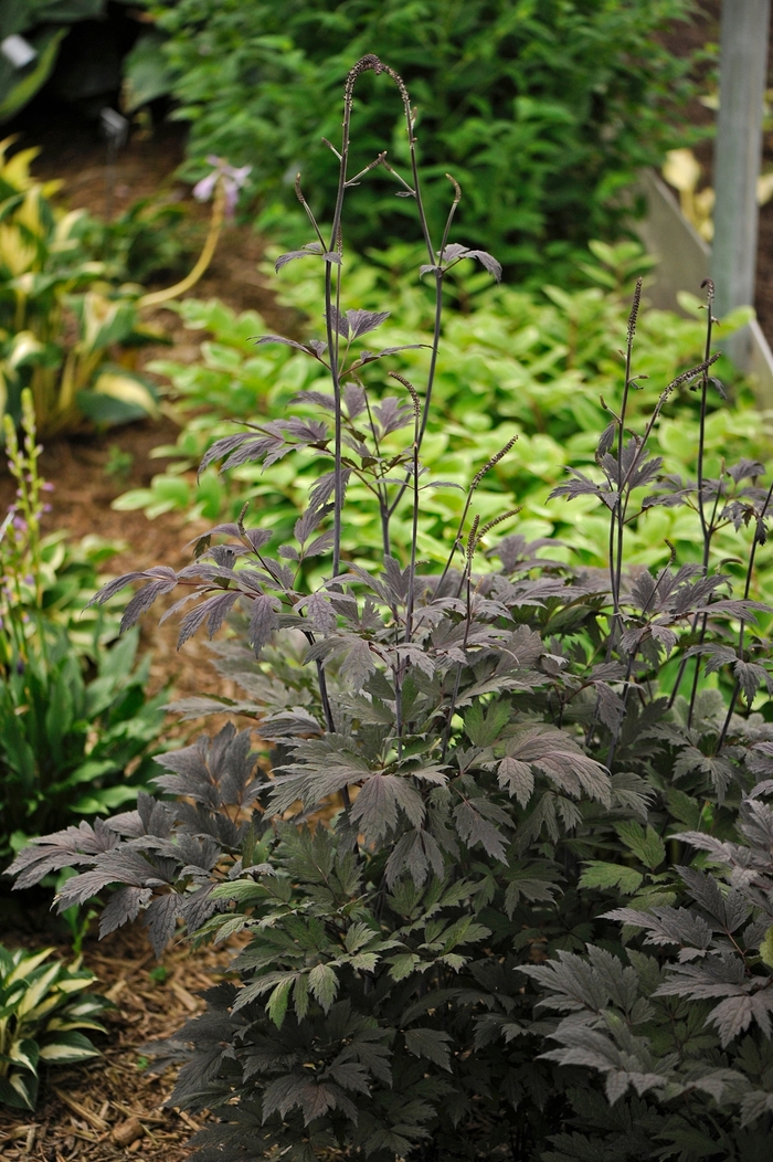 Chocoholic Black Snakeroot - Cimicifuga 'Chocoholic' PP24821 (Black Snakeroot) from Milmont Greenhouses Chocoholic Black Snakeroot - Cimicifuga 'Chocoholic' PP24821 (Black Snakeroot) from Milmont Greenhouses