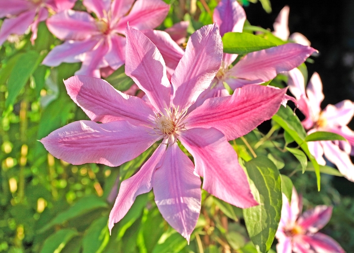 'Pink Fantasy' - Clematis from Milmont Greenhouses
