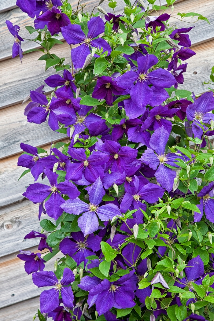 'Jackmanii' - Clematis from Milmont Greenhouses