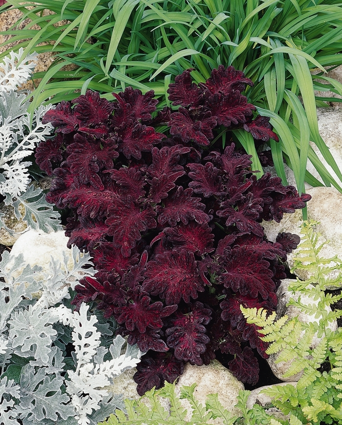 'Black Dragon' - coleus from Milmont Greenhouses 'Black Dragon' - coleus from Milmont Greenhouses