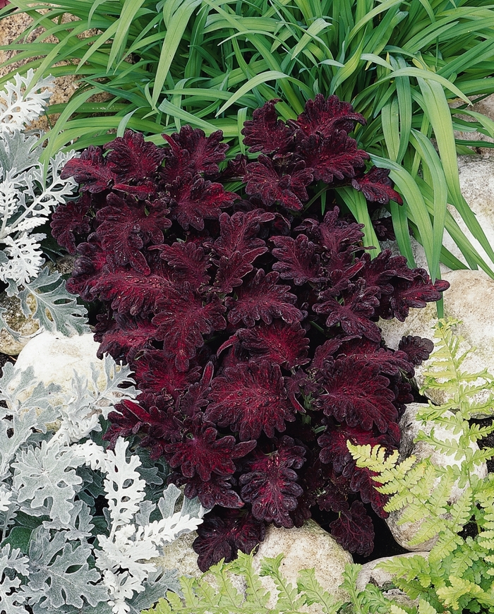 'Black Dragon' - coleus from Milmont Greenhouses