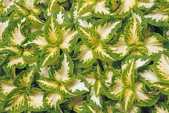 Wizard® 'Jade' - coleus from Milmont Greenhouses Wizard® 'Jade' - coleus from Milmont Greenhouses