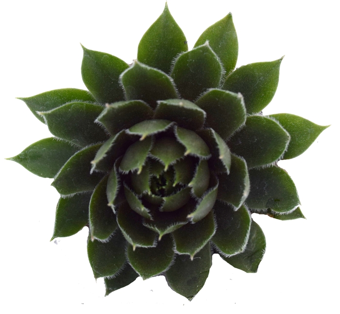 'Commander Hay' Hen and Chicks - Sempervivum from Milmont Greenhouses
