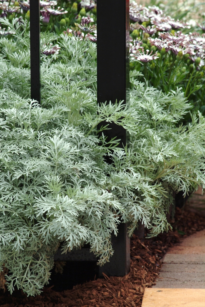 Powis Castle Wormwood - Artemisia 'Powis Castle' (Wormwood) from Milmont Greenhouses