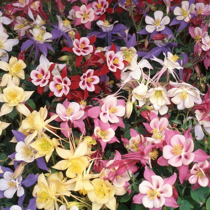 'Swan Mix' - Aquilegia (Columbine) from Milmont Greenhouses